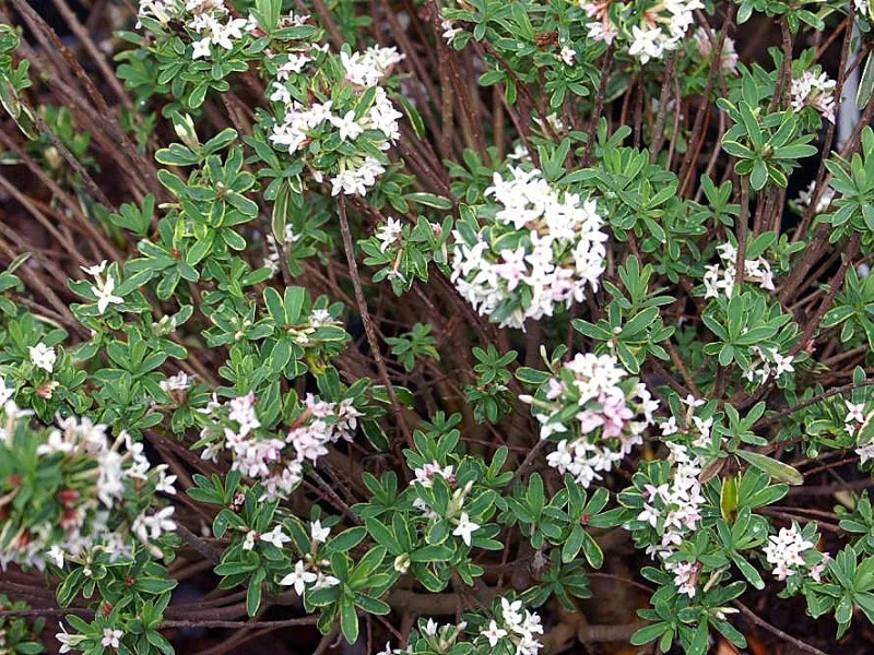 Daphne 'Carol Mackie' (Daphne x burkwoodii 'Carol Mackie') in flower