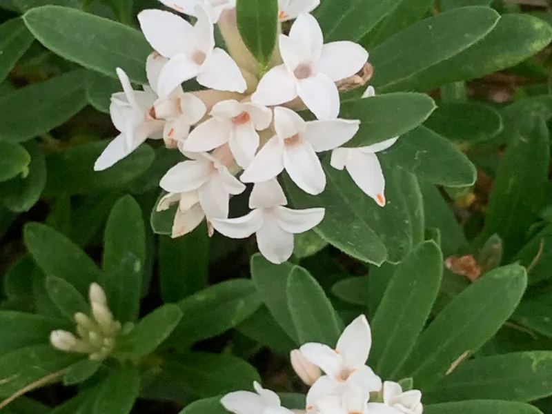Daphne 'Eternal Fragrance' (Daphne x transatlantica 'Blafra' (Eternal Fragrance)) in flower