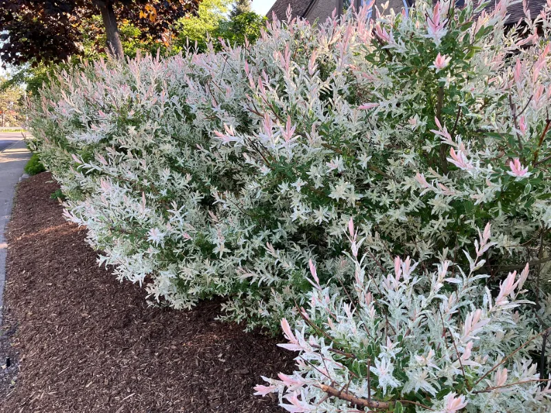 Dappled willow (Salix integra 'Hakuro-nishiki')