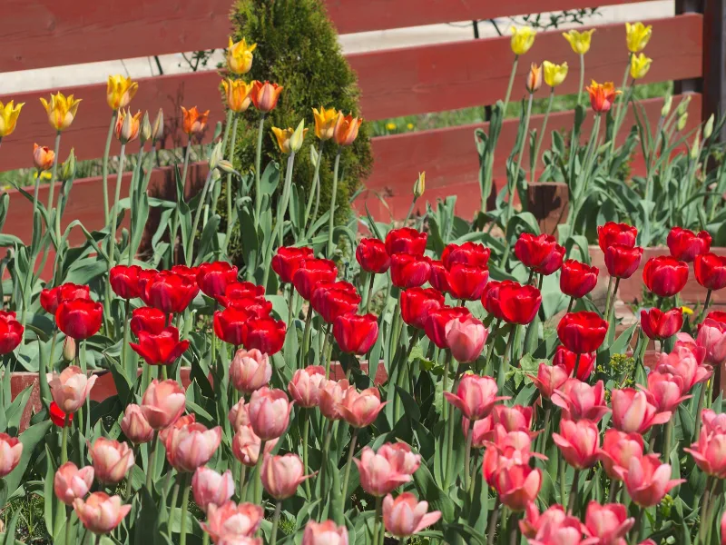 Darwin hybrid tulip (Tulipa (Darwin hybrids)) in flower