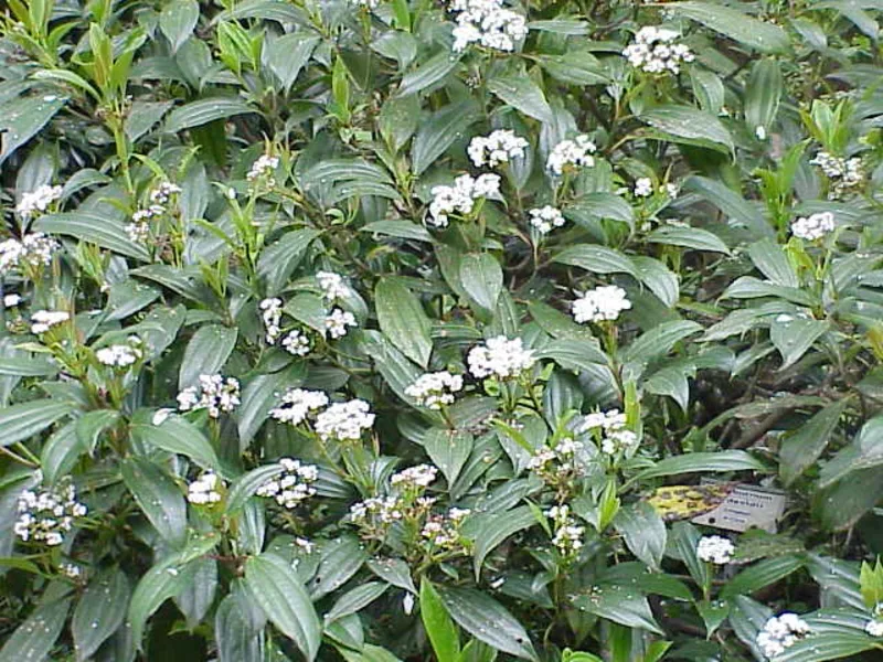 David viburnum (Viburnum davidii) in flower