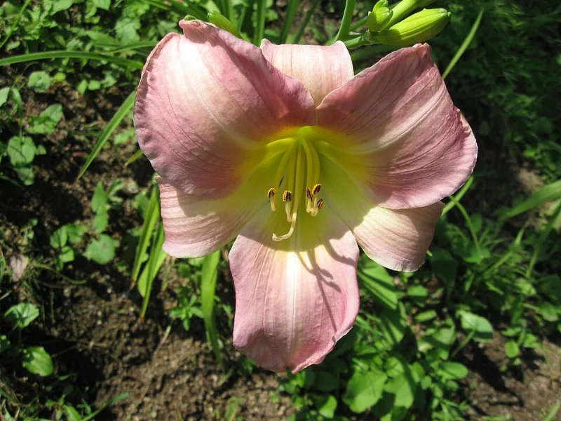 Daylily 'Catherine Woodbery' (Hemerocallis 'Catherine Woodbery') in flower