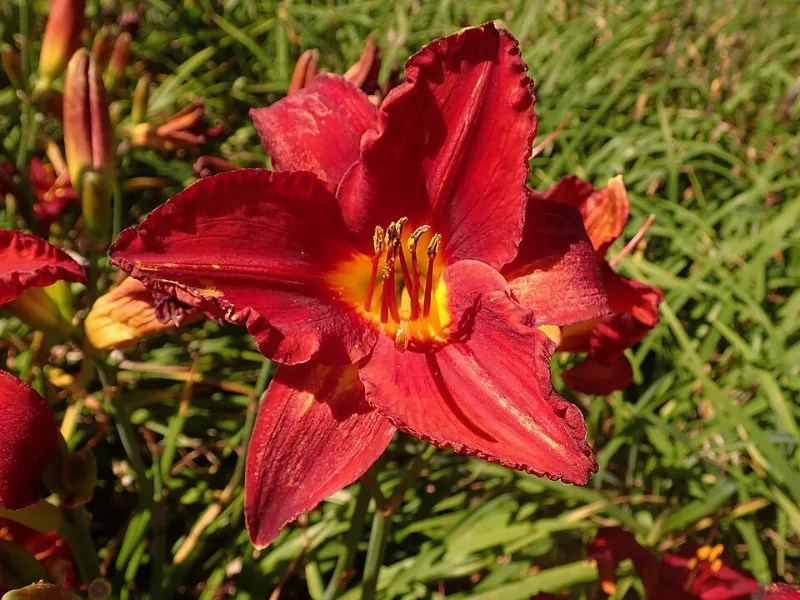 Daylily 'Chicago Apache' (Hemerocallis 'Chicago Apache') in flower