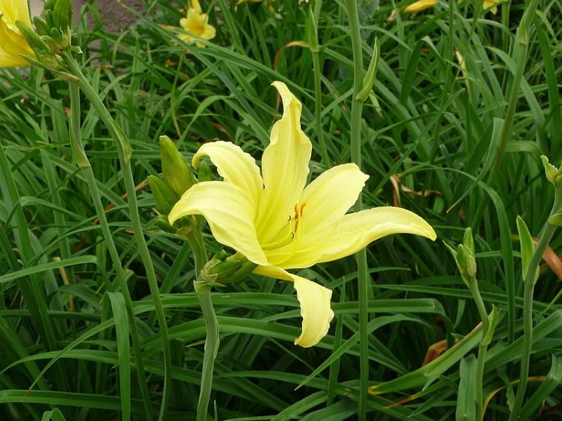 Daylily 'Hyperion' (Hemerocallis 'Hyperion') in flower