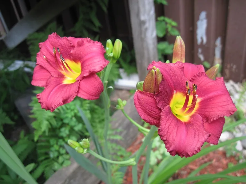 Daylily 'Pardon Me' (Hemerocallis 'Pardon Me') in flower
