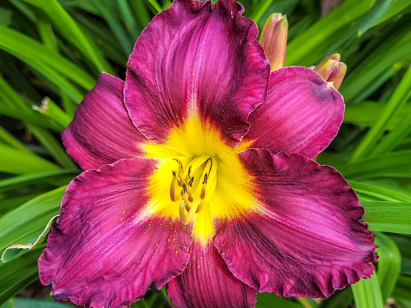 Daylily 'Purple d'Oro' (Hemerocallis 'Purple d'Oro') in flower