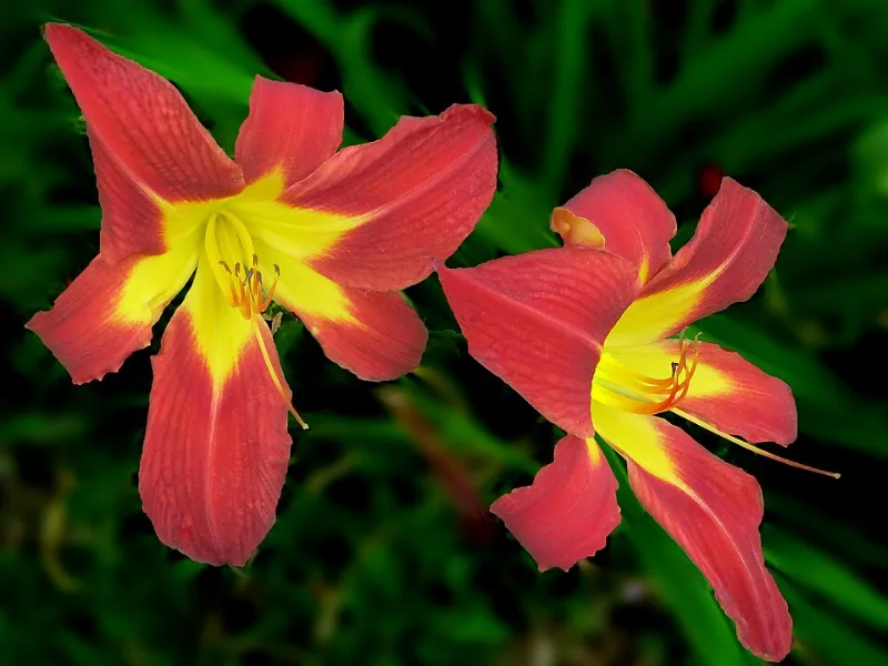 Daylily 'Ruby Spider' (Hemerocallis 'Ruby Spider') in flower
