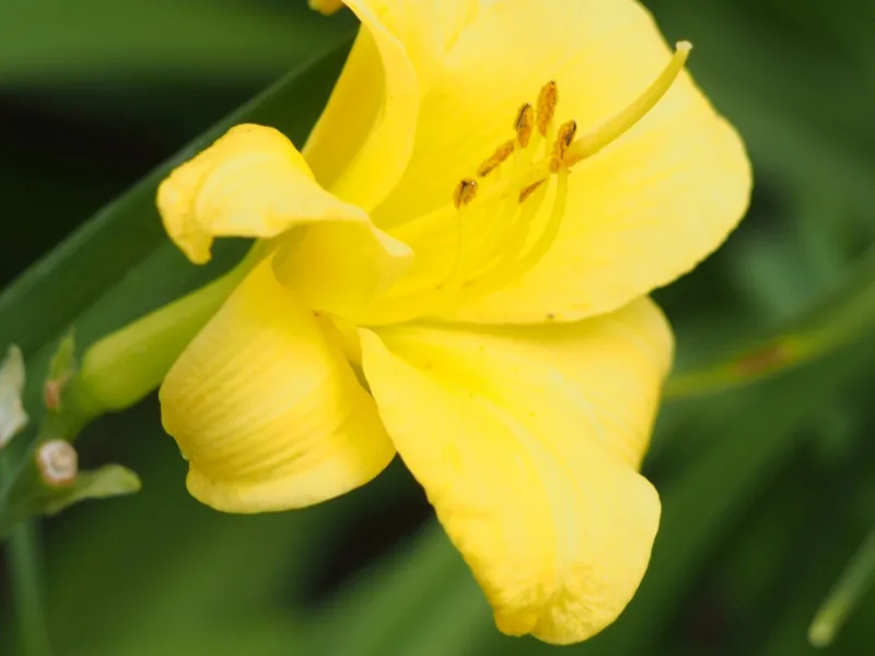 Daylily 'Stella de Oro' (Hemerocallis 'Stella de Oro') in flower