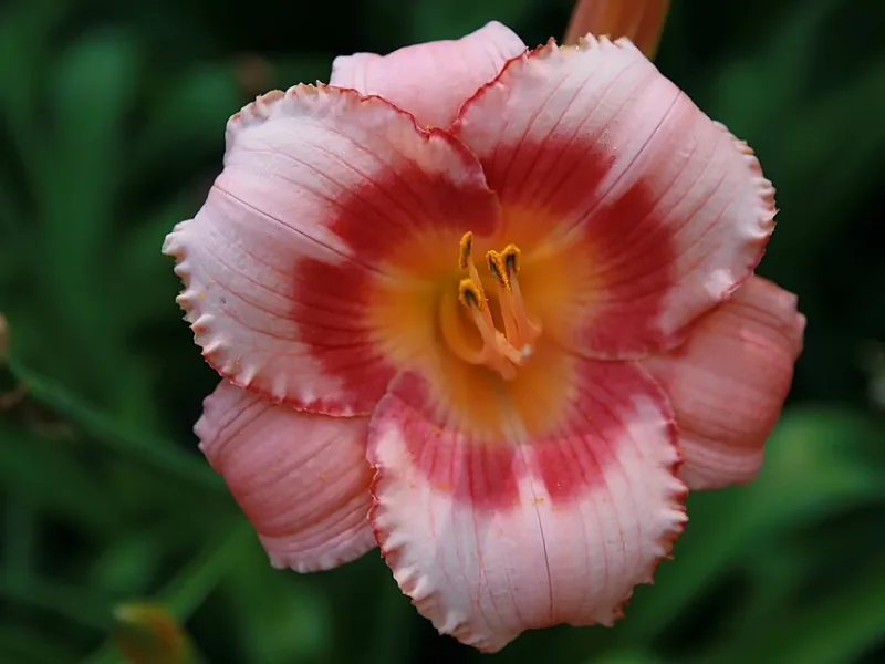 Daylily 'Strawberry Candy' (Hemerocallis 'Strawberry Candy') in flower