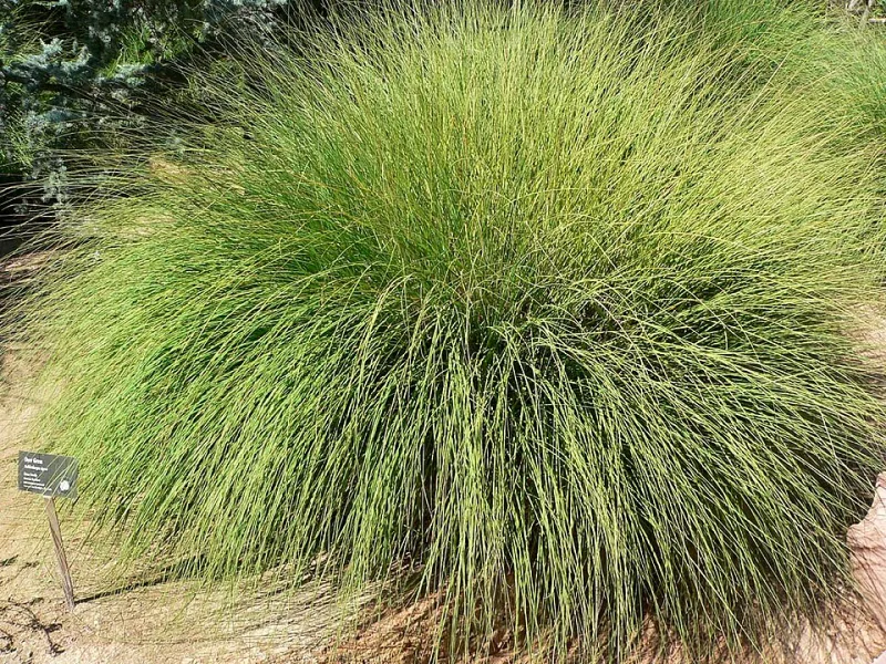 Deer grass (Muhlenbergia rigens) in flower