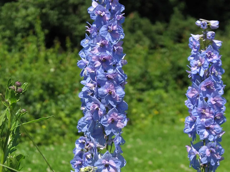 Delphinium Magic Fountains (Delphinium (Magic Fountains Series)) in flower