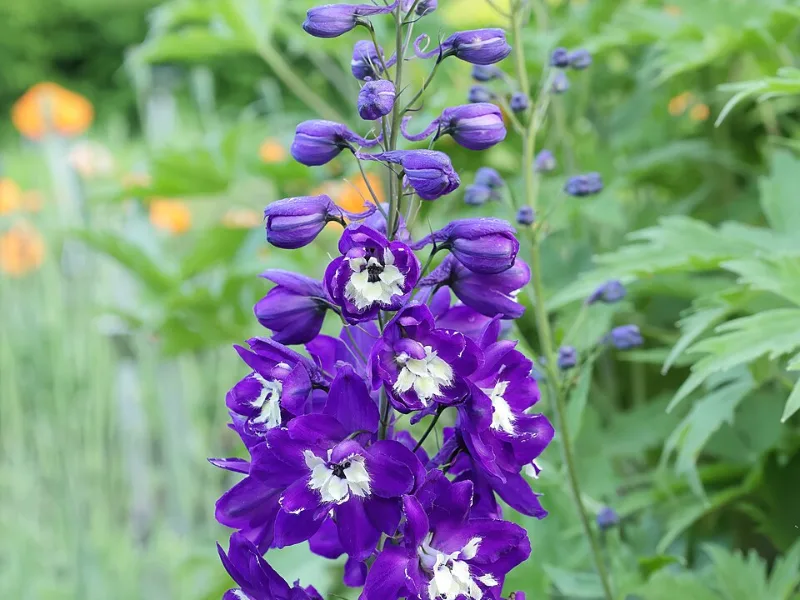 Delphinium Pacific Giants (Delphinium (Pacific Giant Group)) in flower