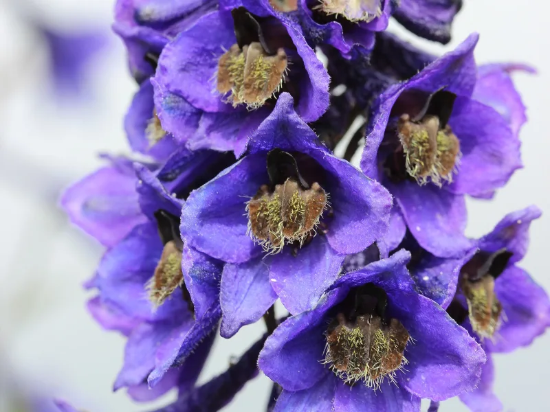 Delphinium (Delphinium elatum) in flower