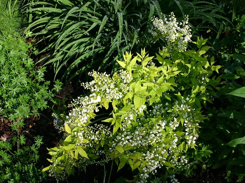 Deutzia 'Chardonnay Pearls' (Deutzia gracilis 'Duncan' (Chardonnay Pearls)) in flower