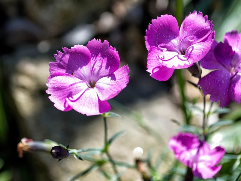Dianthus 'Kahori' (Dianthus 'Kahori') in flower