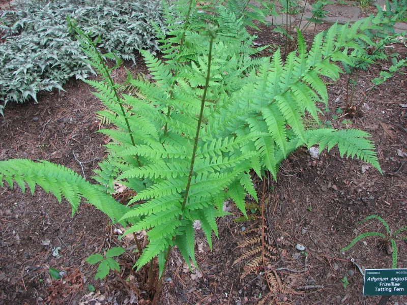Dixie wood fern (Dryopteris x australis)