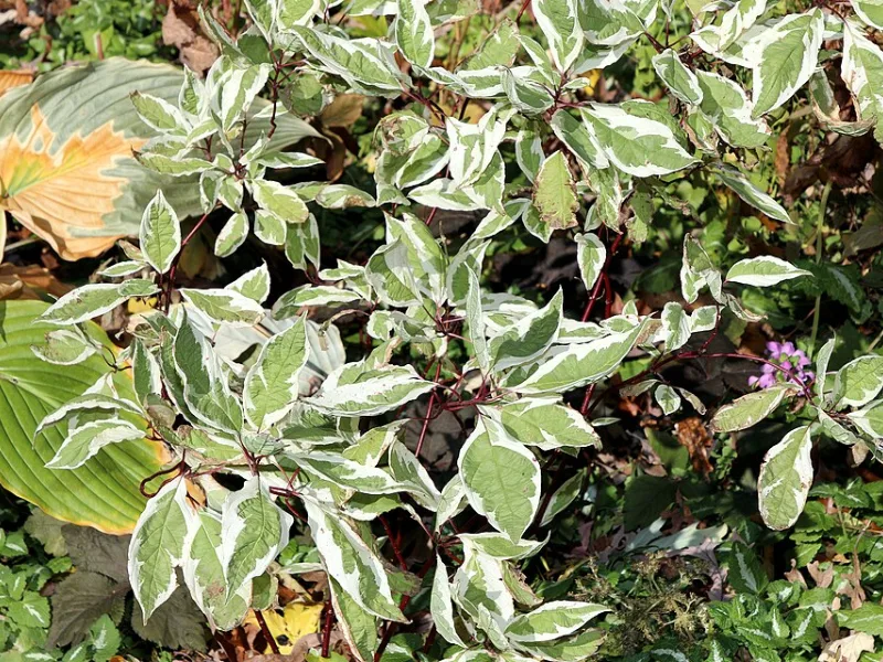 Tatarian dogwood 'Ivory Halo' (Cornus alba 'Bailhalo' (Ivory Halo))