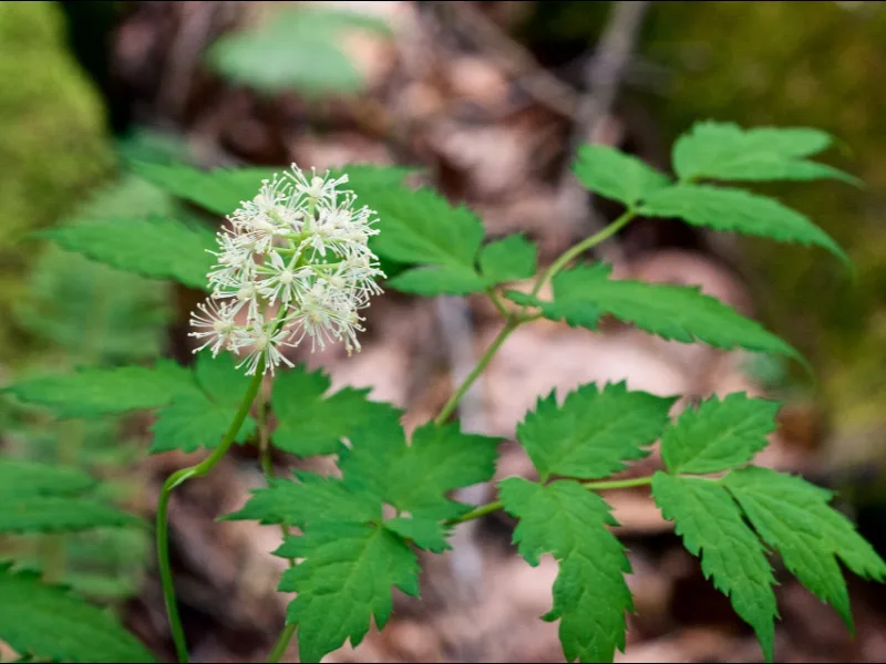 Doll's eyes (Actaea pachypoda) in flower