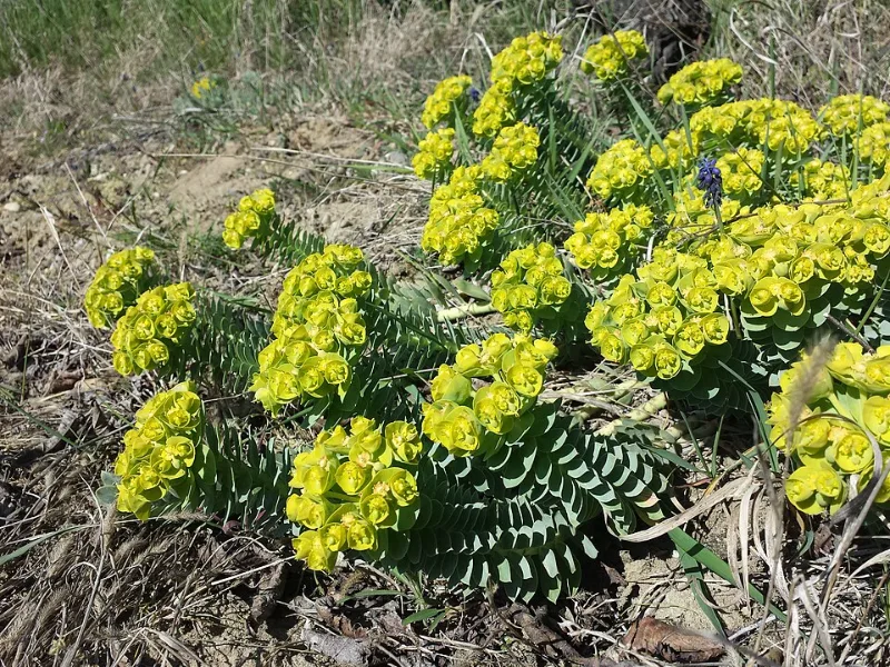 Donkey-tail spurge (Euphorbia myrsinites) in flower