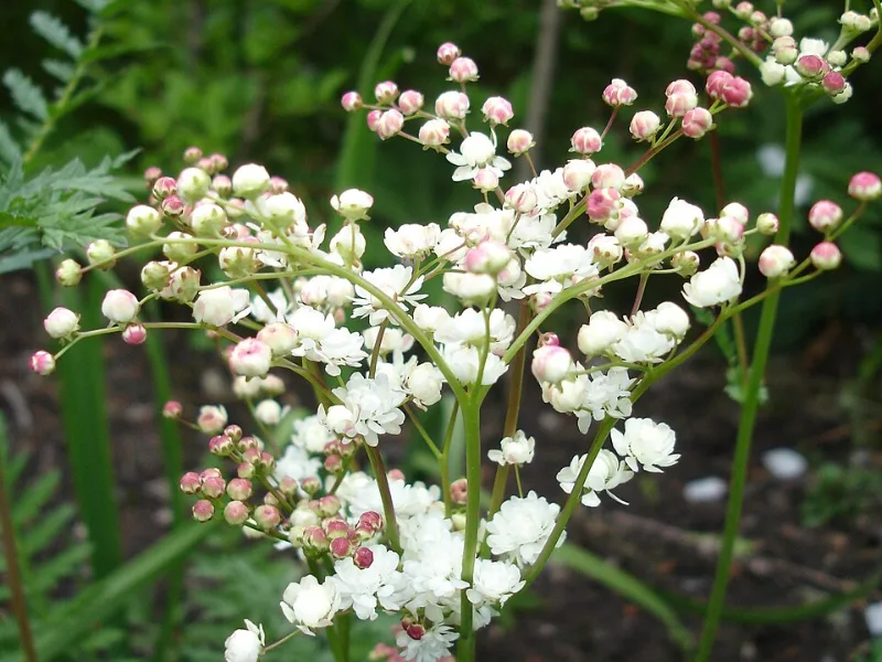 Double dropwort (Filipendula vulgaris 'Multiplex') in flower