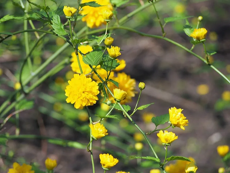 Double Japanese kerria (Kerria japonica 'Pleniflora') in flower