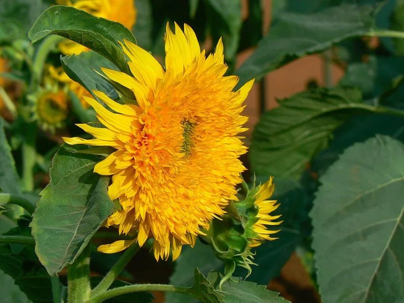 Double perennial sunflower (Helianthus x multiflorus 'Flore Pleno') in flower