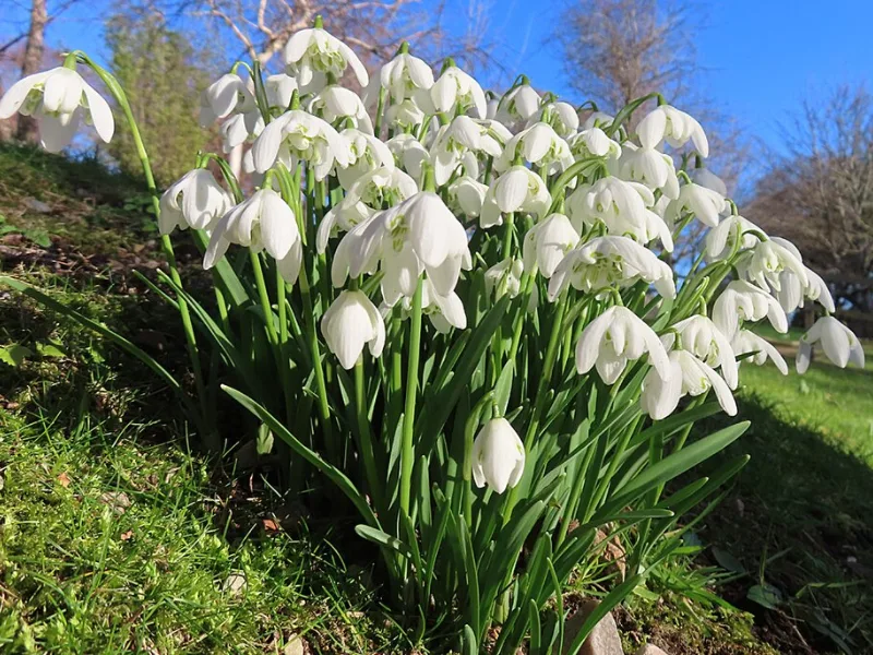 Double snowdrop (Galanthus nivalis 'Flore Pleno') in flower