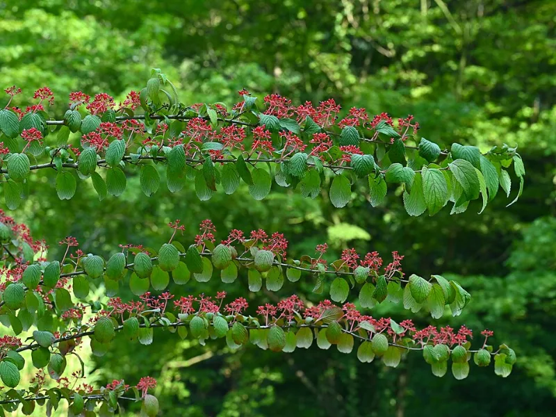 Doublefile viburnum 'Mariesii' (Viburnum plicatum f. tomentosum 'Mariesii') in flower