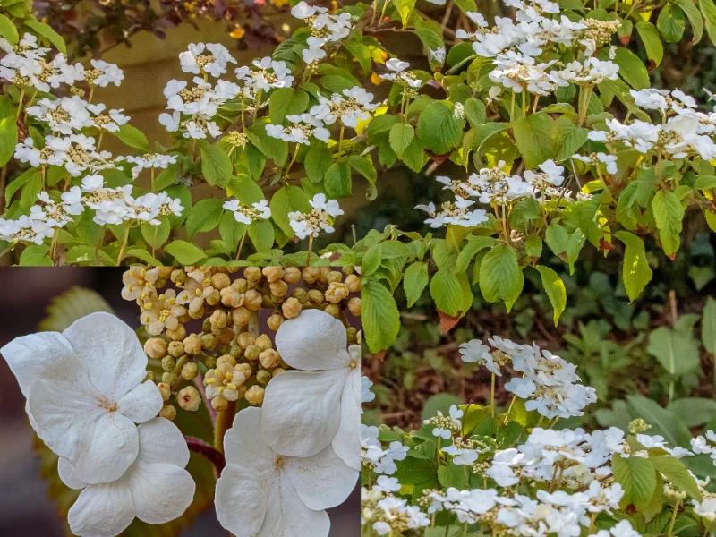 Doublefile viburnum (Viburnum plicatum f. tomentosum) in flower