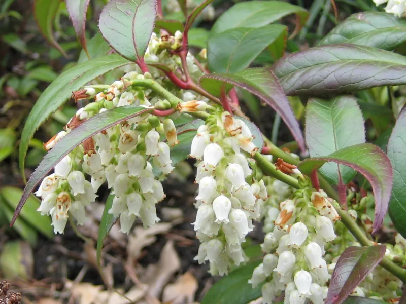 Drooping leucothoe (Leucothoe fontanesiana) in flower