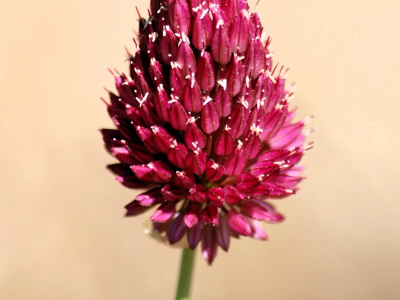 Drumstick allium (Allium sphaerocephalon) in flower