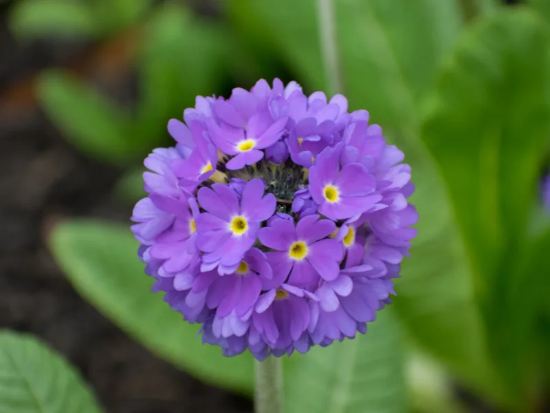 Drumstick primrose (Primula denticulata) in flower