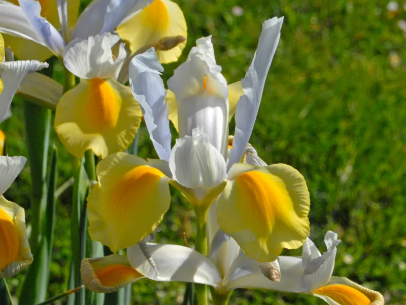 Dutch iris (Iris x hollandica) in flower