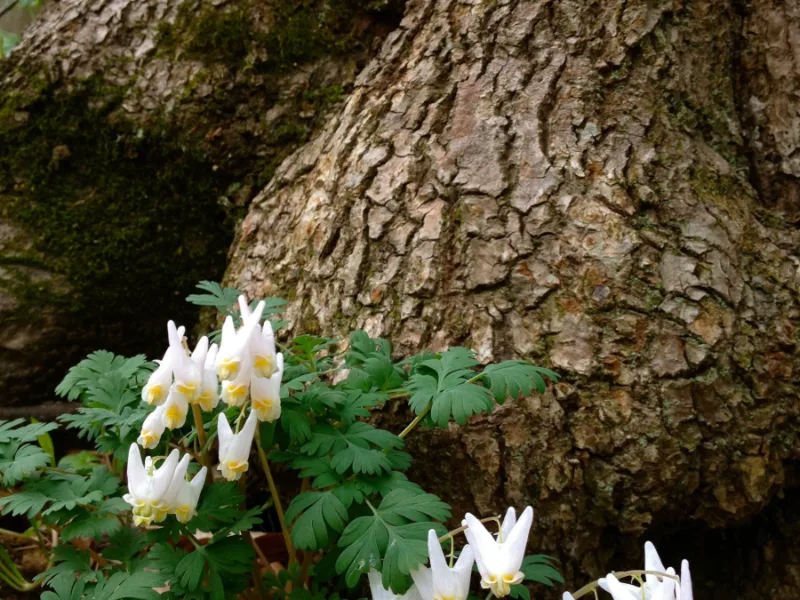 Dutchman's breeches (Dicentra cucullaria) in flower