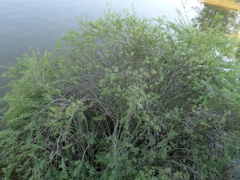 Dwarf arctic willow (Salix purpurea 'Nana')