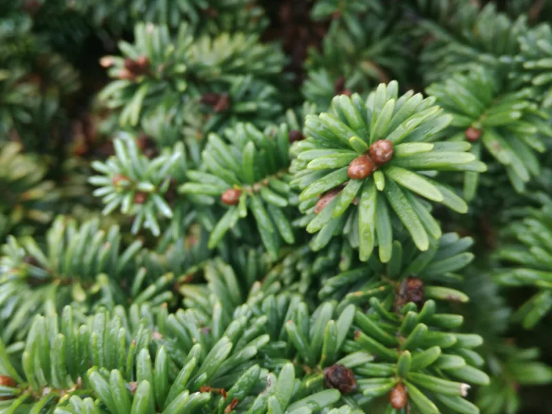 Dwarf balsam fir (Abies balsamea 'Nana')