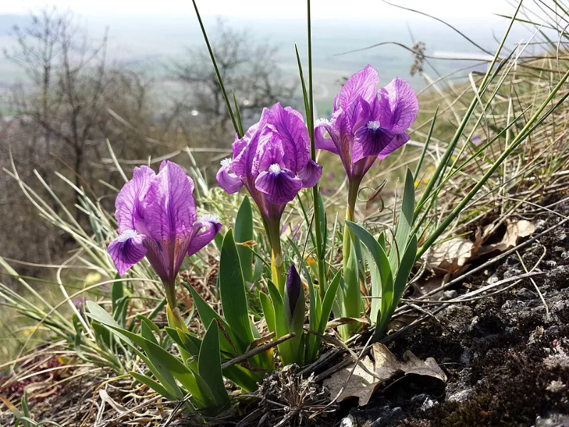 Dwarf bearded iris (Iris pumila) in flower
