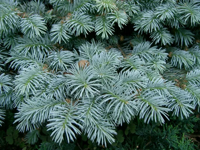 Dwarf blue spruce (Picea pungens 'Globosa')