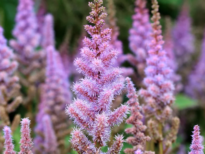 Dwarf Chinese astilbe (Astilbe chinensis 'Pumila') in flower