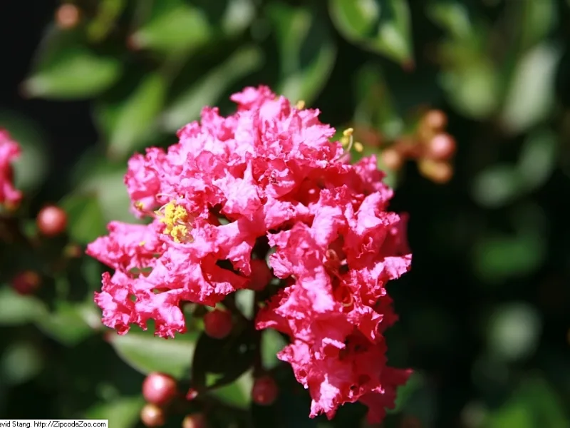 Dwarf crape myrtle 'Pocomoke' (Lagerstroemia indica 'Pocomoke') in flower