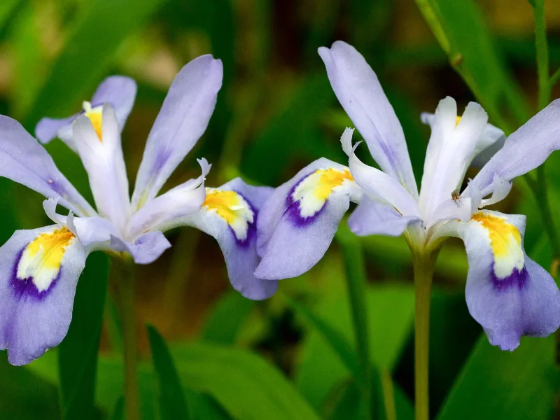 Dwarf crested iris (Iris cristata) in flower