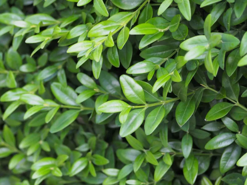 Dwarf English boxwood (Buxus sempervirens 'Suffruticosa')