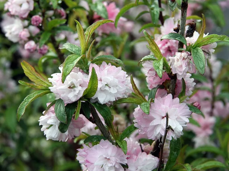 Dwarf flowering almond (Prunus glandulosa 'Rosea Plena') in flower