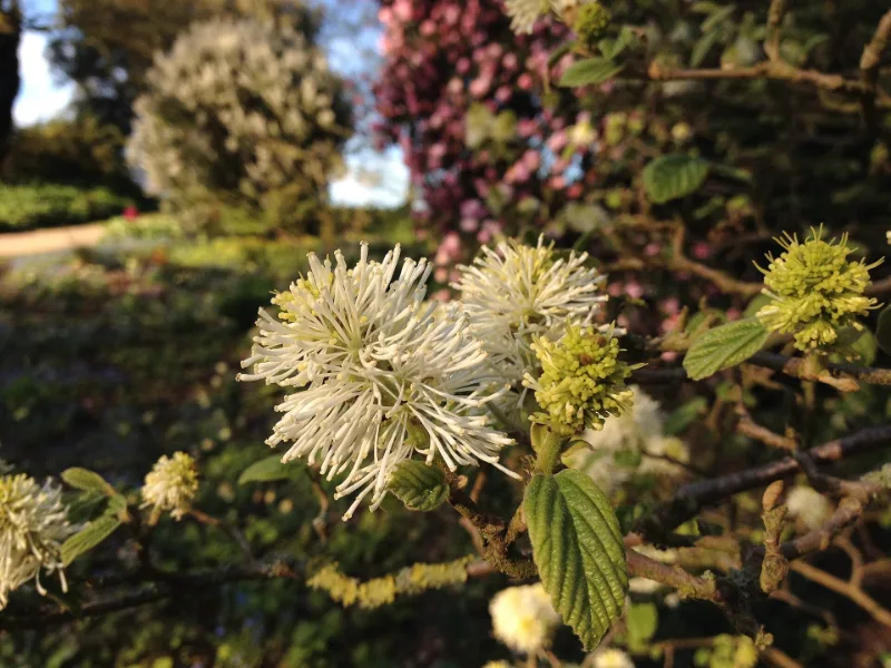 Dwarf fothergilla (Fothergilla gardenii) in flower