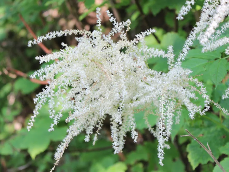 Dwarf goat's beard (Aruncus aethusifolius) in flower