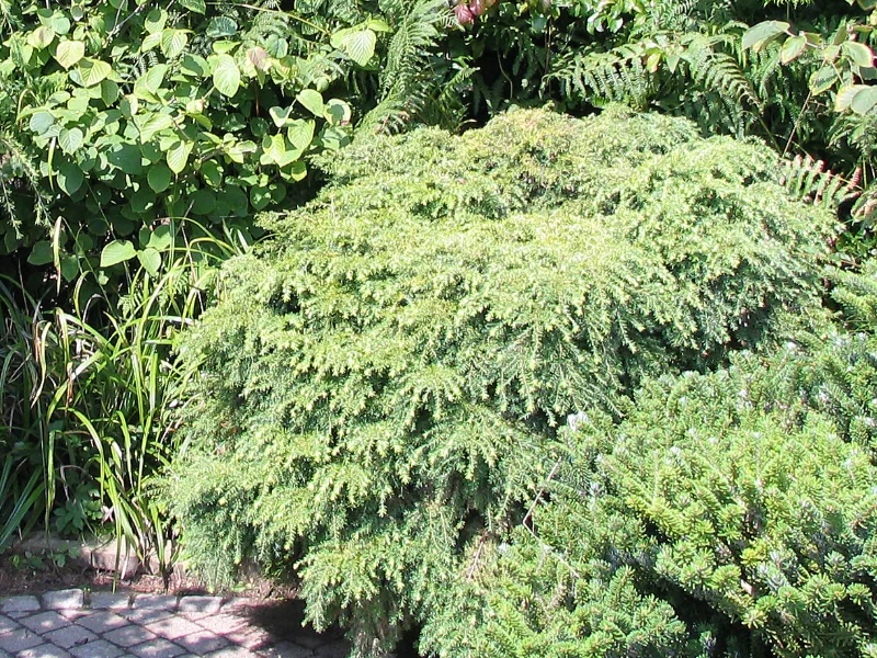 Dwarf hemlock 'Jeddeloh' (Tsuga canadensis 'Jeddeloh')