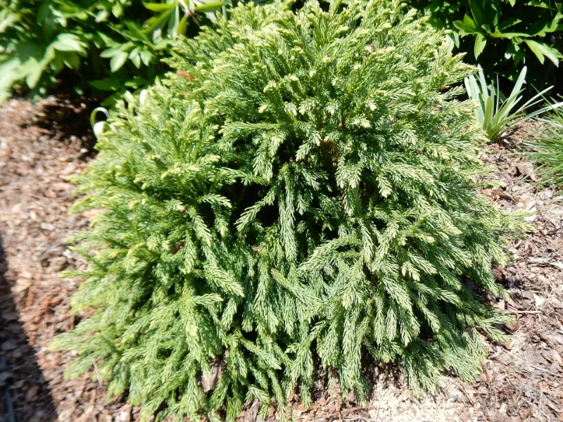 Dwarf Japanese cedar (Cryptomeria japonica 'Globosa Nana')