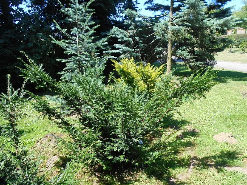 Dwarf Japanese yew (Taxus cuspidata 'Nana')