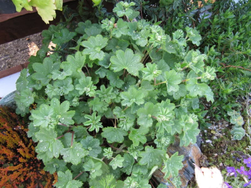 Dwarf lady's mantle (Alchemilla erythropoda) in flower