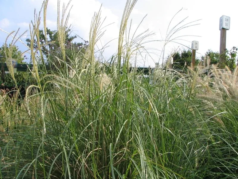 Dwarf maiden grass 'Adagio' (Miscanthus sinensis 'Adagio') in flower